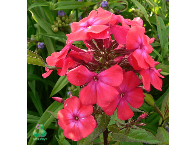 Phlox paniculata   'Orange Perfection'